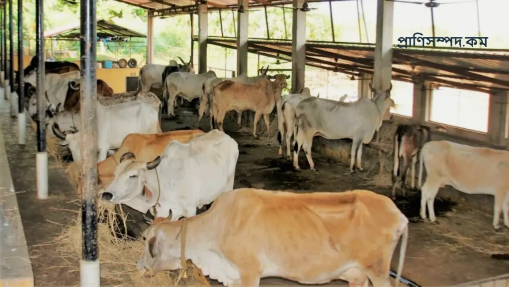 দুগ্ধ খামার