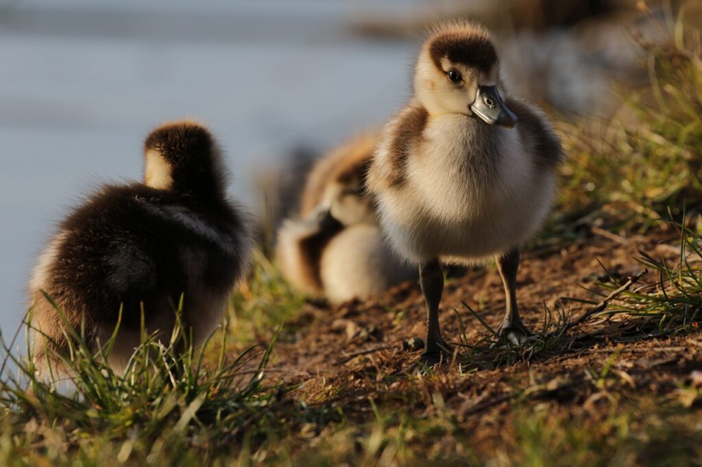 egyptian goose, duck, goose-5000132.jpg