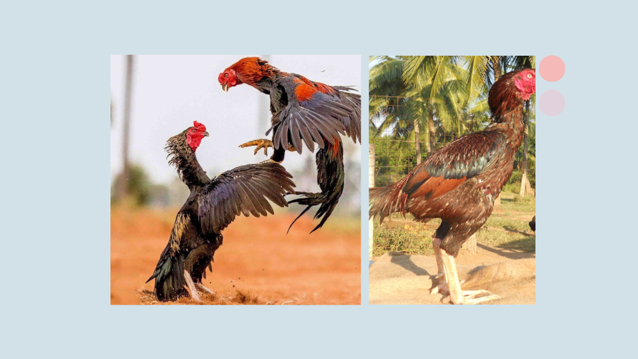 আসিল মুরগি (Asil chicken)