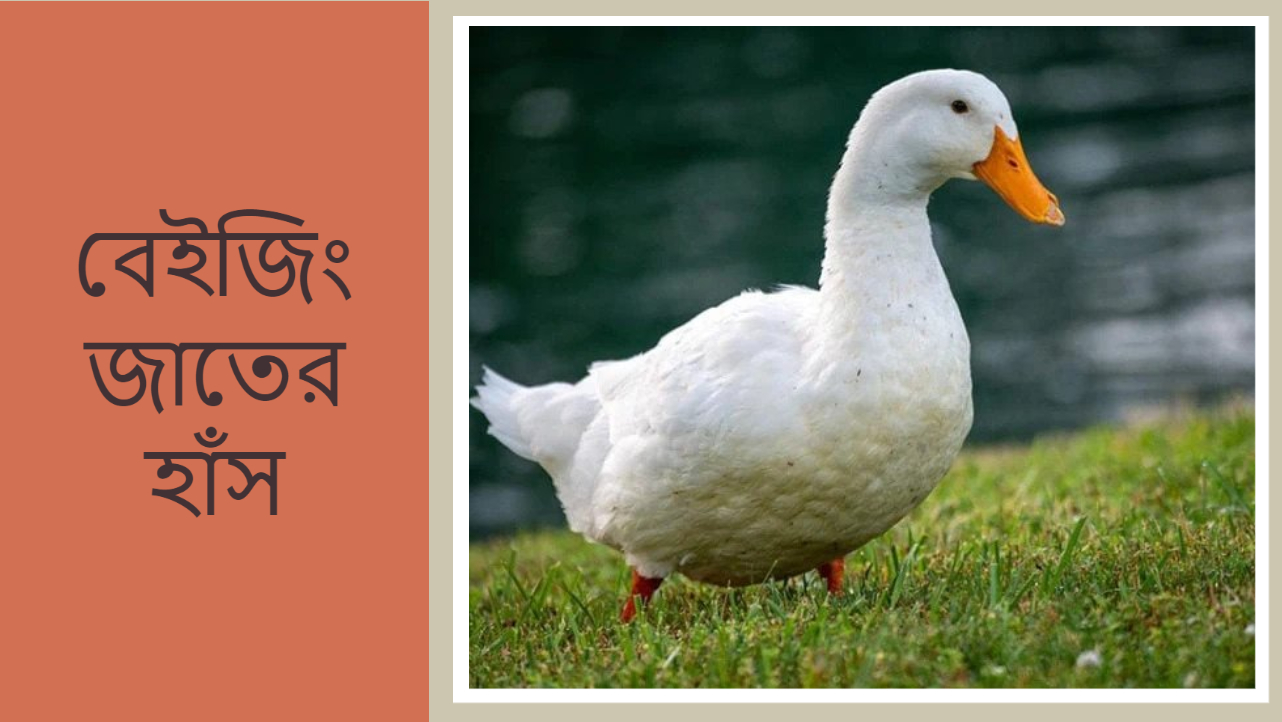 বেইজিং জাতের হাঁস পরিচিতি (পেকিন)