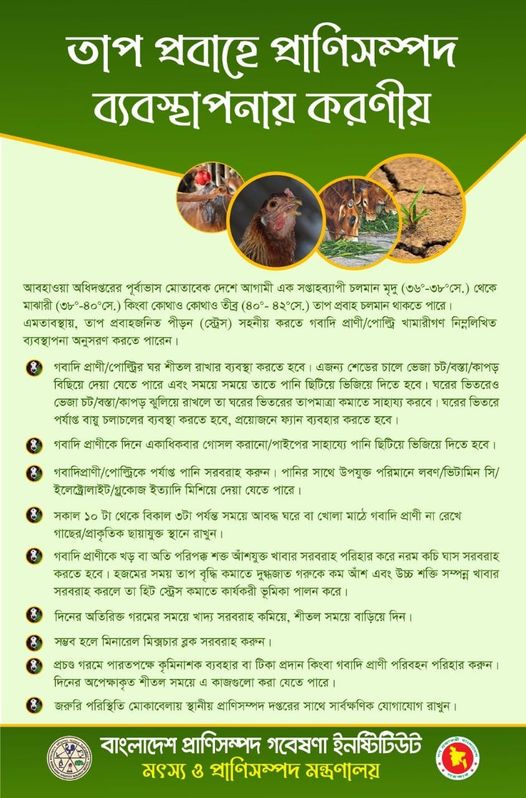 তাপ প্রবাহে প্রাণিসম্পদ ব্যবস্থাপনায় করণীয়