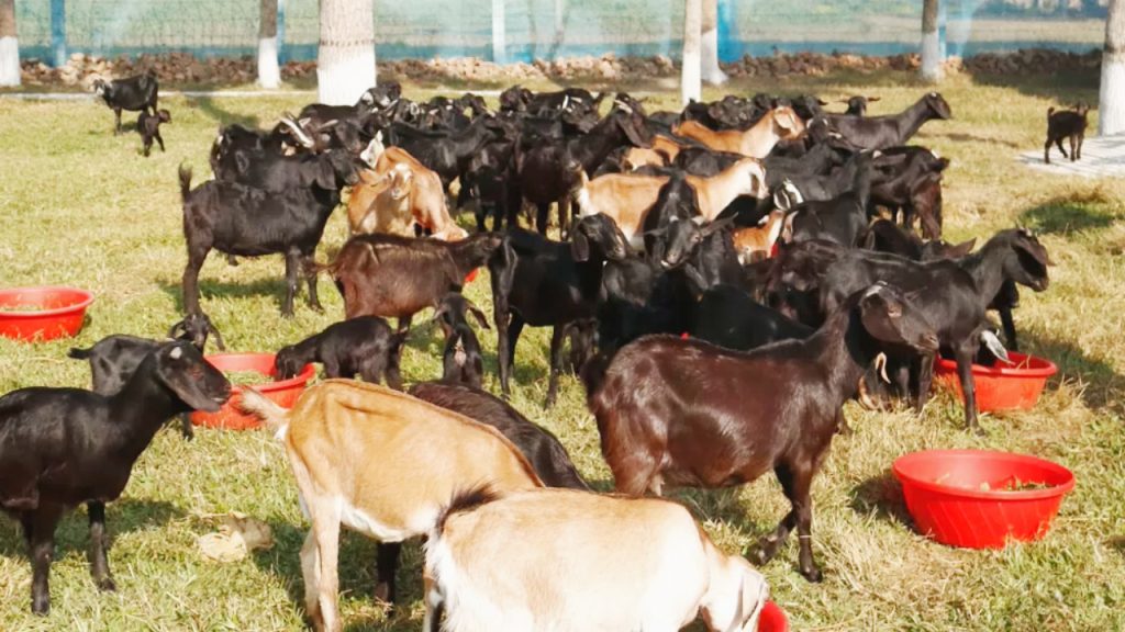 উৎপাদনশীলতা ও বিভিন্ন জাতের ছাগল