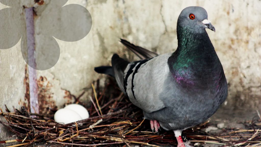 কবুতরের ডিম