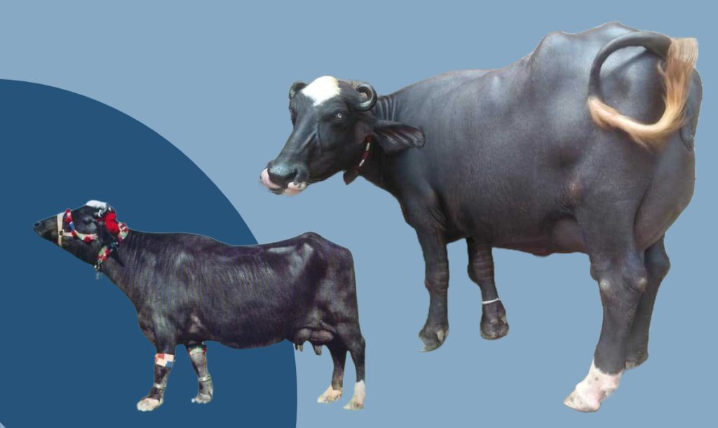 নীলি রাভী মহিষ