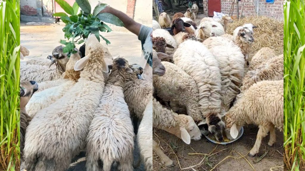 ভেড়া পালন