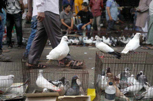 কবুতরের বাচ্চার দাম