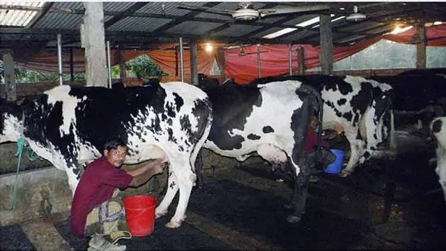 গাভী পালন