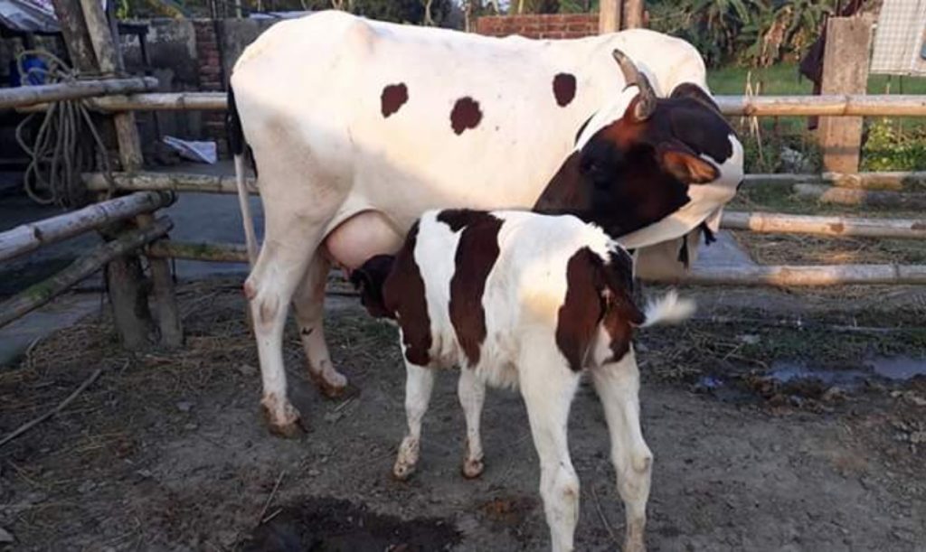 ডেইরি শিল্প