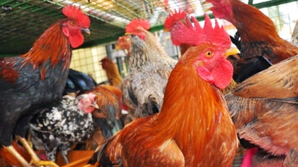 মুরগি পালনের সঠিক পদ্ধতি