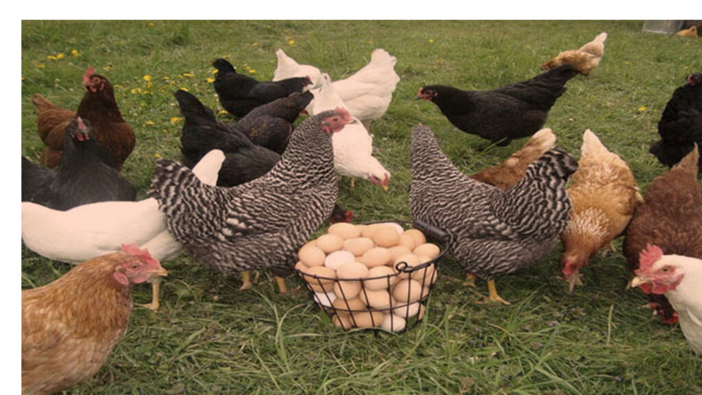 মুরগির ডিমের উপকারিতা, ডিমের পুষ্টি, দাম ও ক্ষতিকর দিক