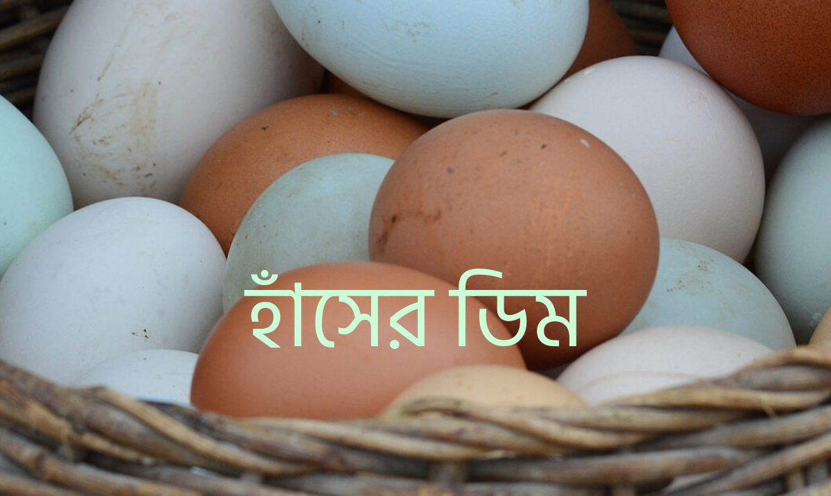 হাঁসের ডিম- পুষ্টিগুণ ও উপকারিতা