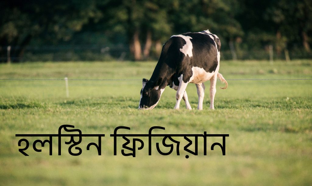 হলস্টিন ফ্রিজিয়ান