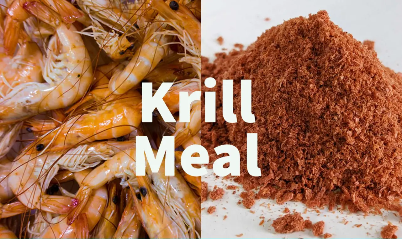 Krill meal in fish feed