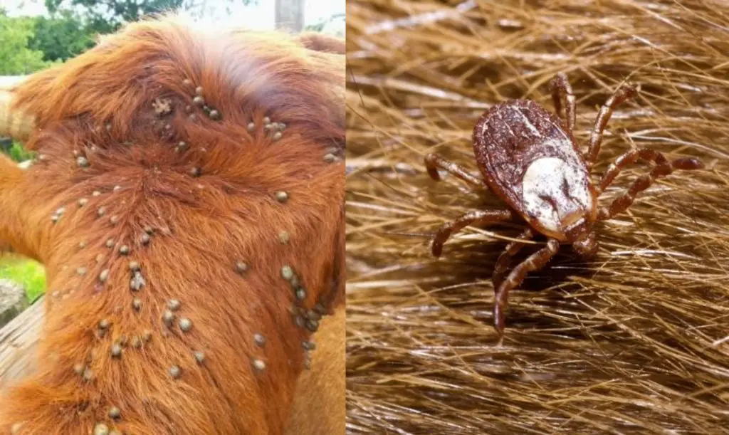 Ticks in cattle