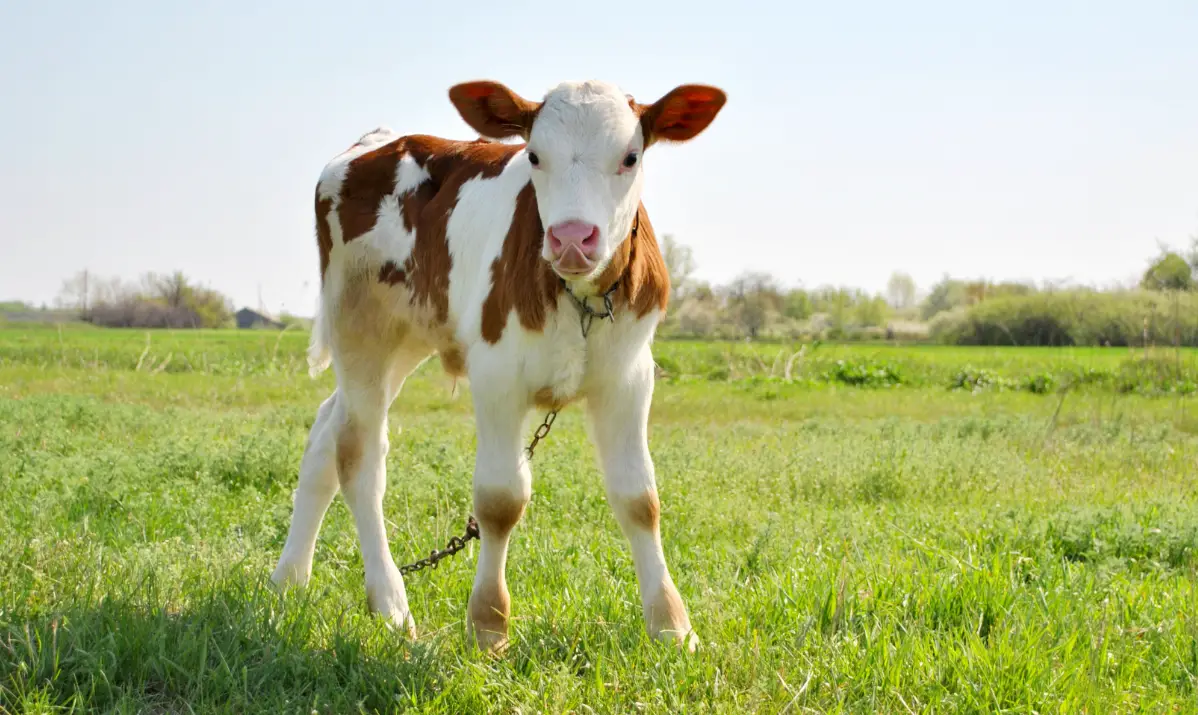 Worms in calf