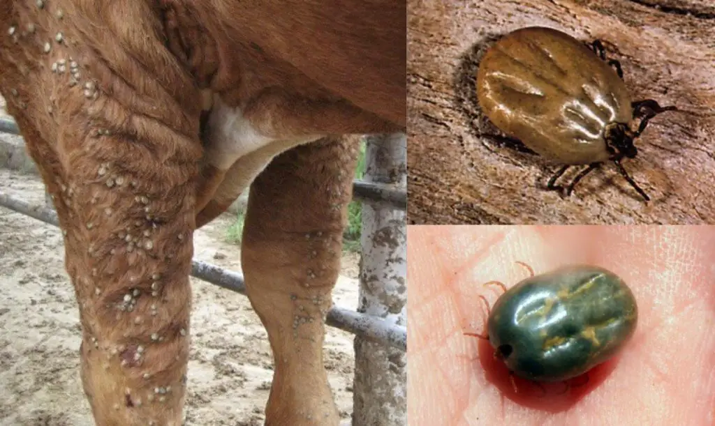 Ticks