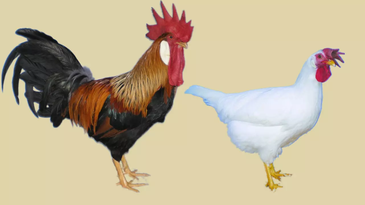 Varieties of Leghorn Chicken