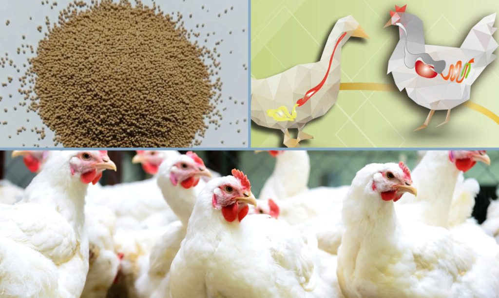 Maduramicin in poultry feed