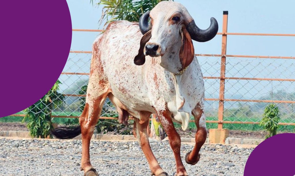 গির জাতের গরু gir cow