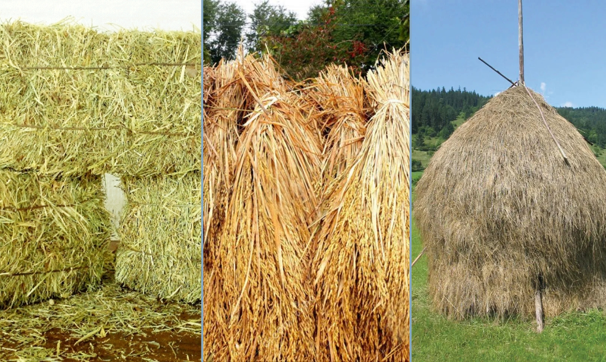 Hay for horses, cattle, goats, and sheep