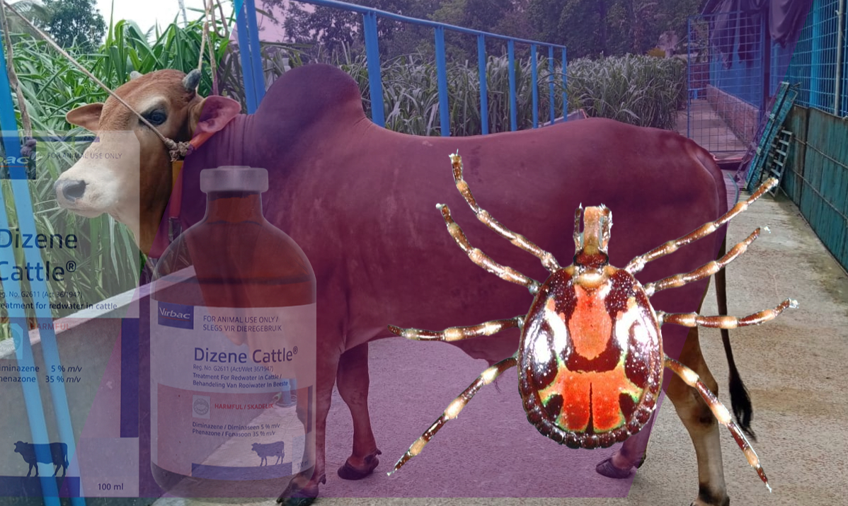 Best medicine for cow ticks