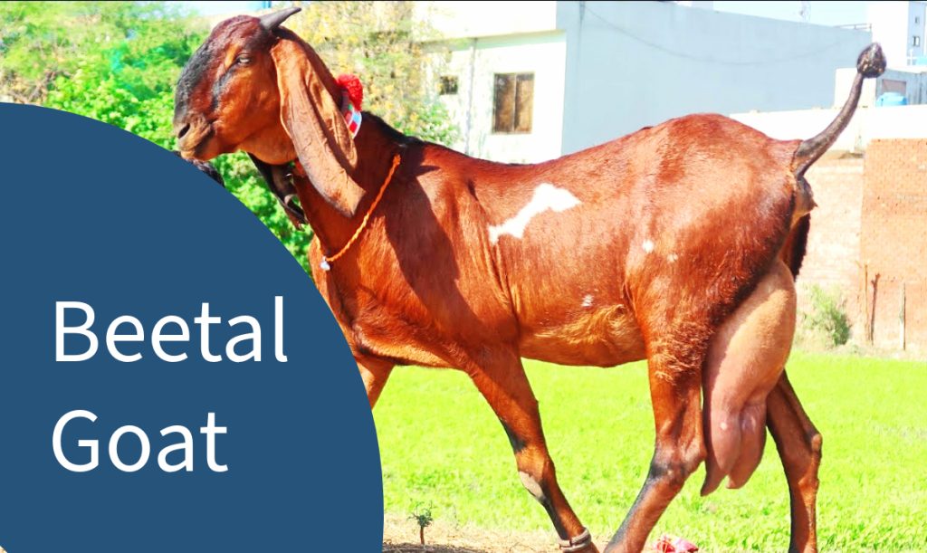 বিটল জাতের ছাগল