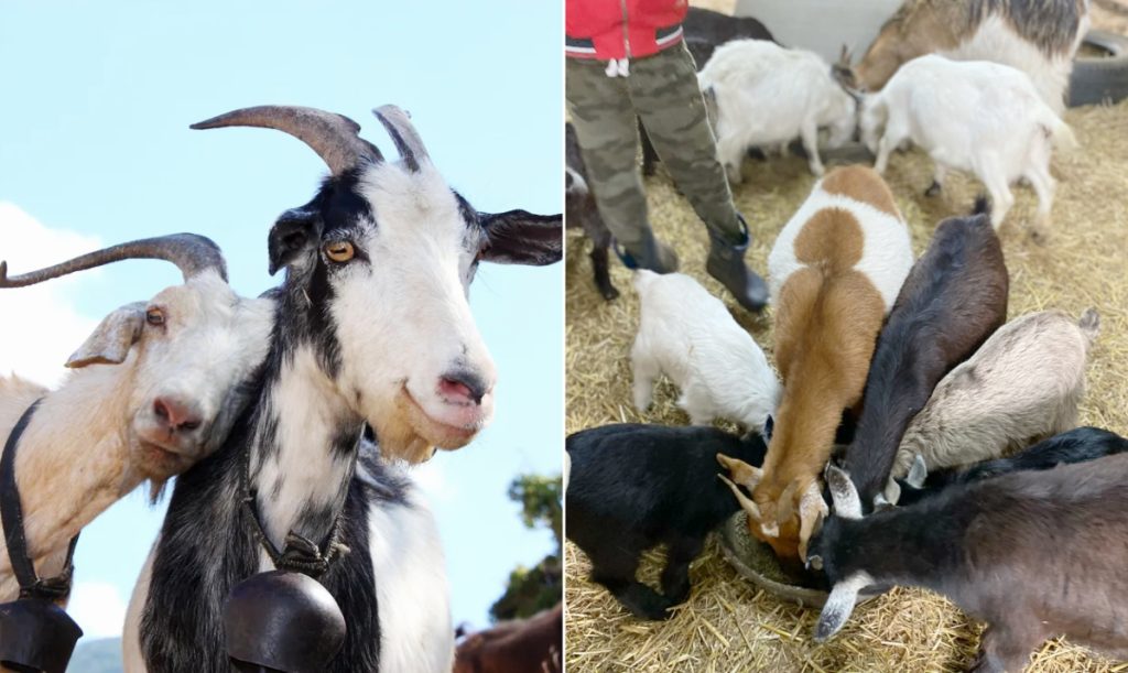 Goat feed formulation