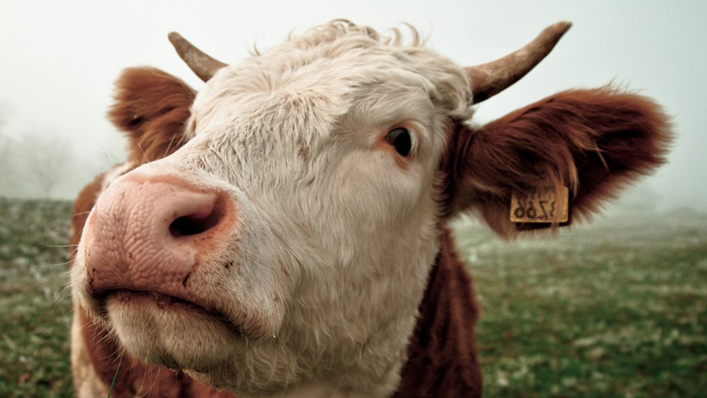 গরুর গলাফুলা রোগ