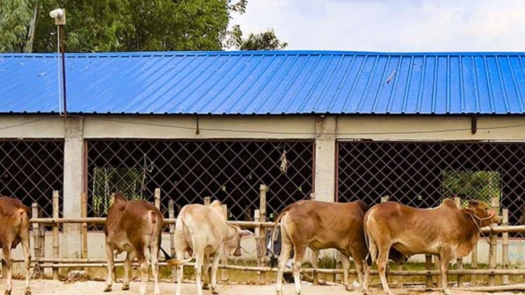 গরুর ঘর তৈরি