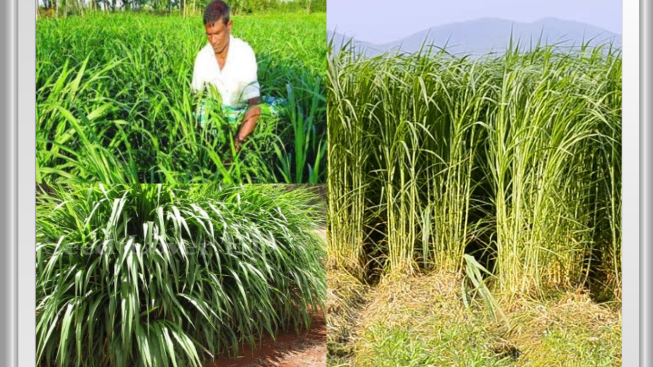 Super Napier Grass / Pakchong Grass
