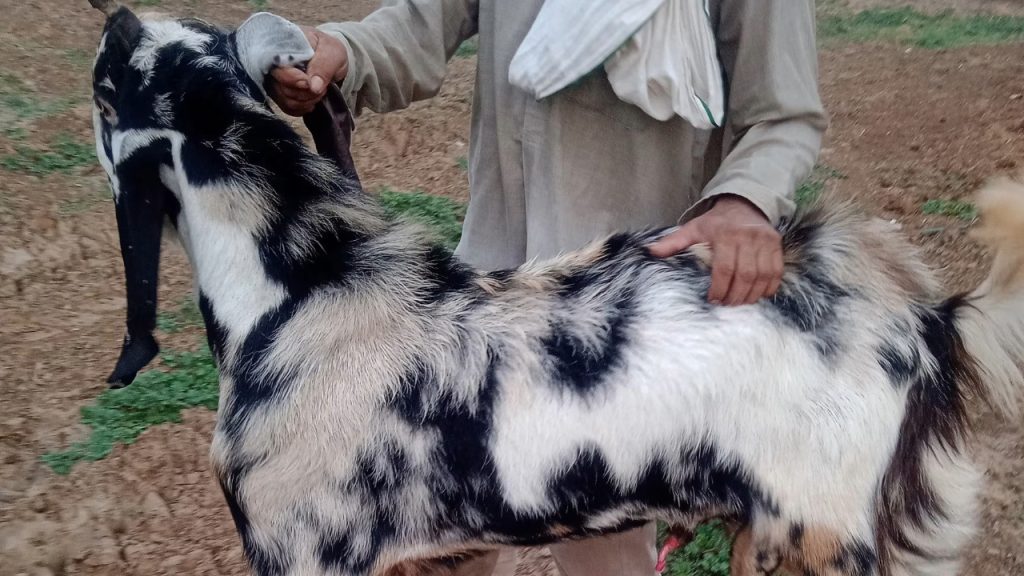 হরিয়ানা ছাগল