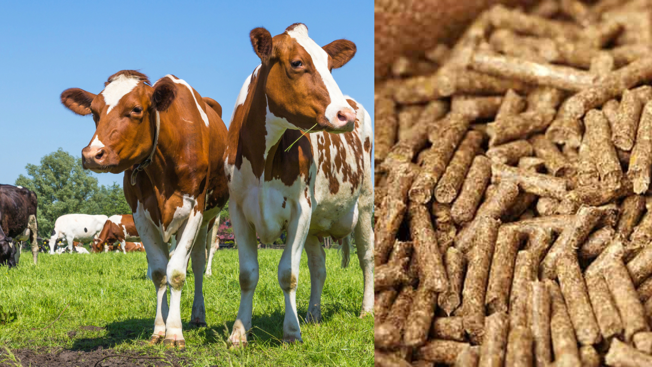 6 Types of cattle feed ingredient