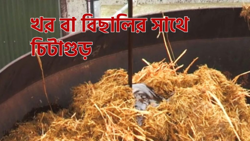 খর বা বিছালির সাথে চিটাগুড় খওয়ানো
