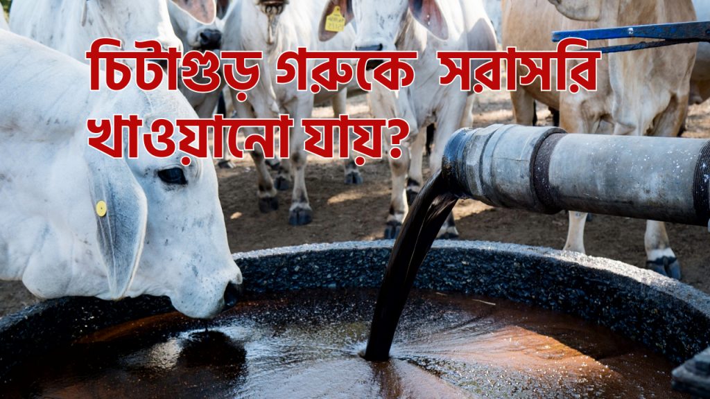 গরুকে চিটাগুড় খাওয়ানোর নিয়ম