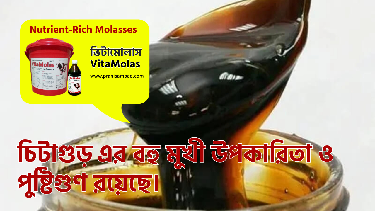 চিটাগুড় এর উপকারিতা ও পুষ্টি