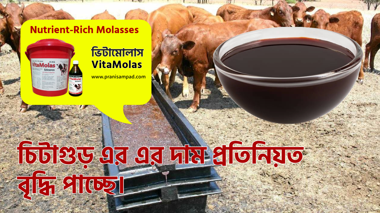 চিটাগুড় এর দাম কত ও মান কেমন?