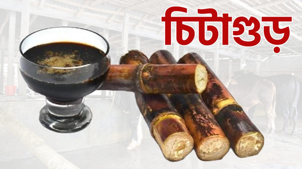 চিটাগুড়