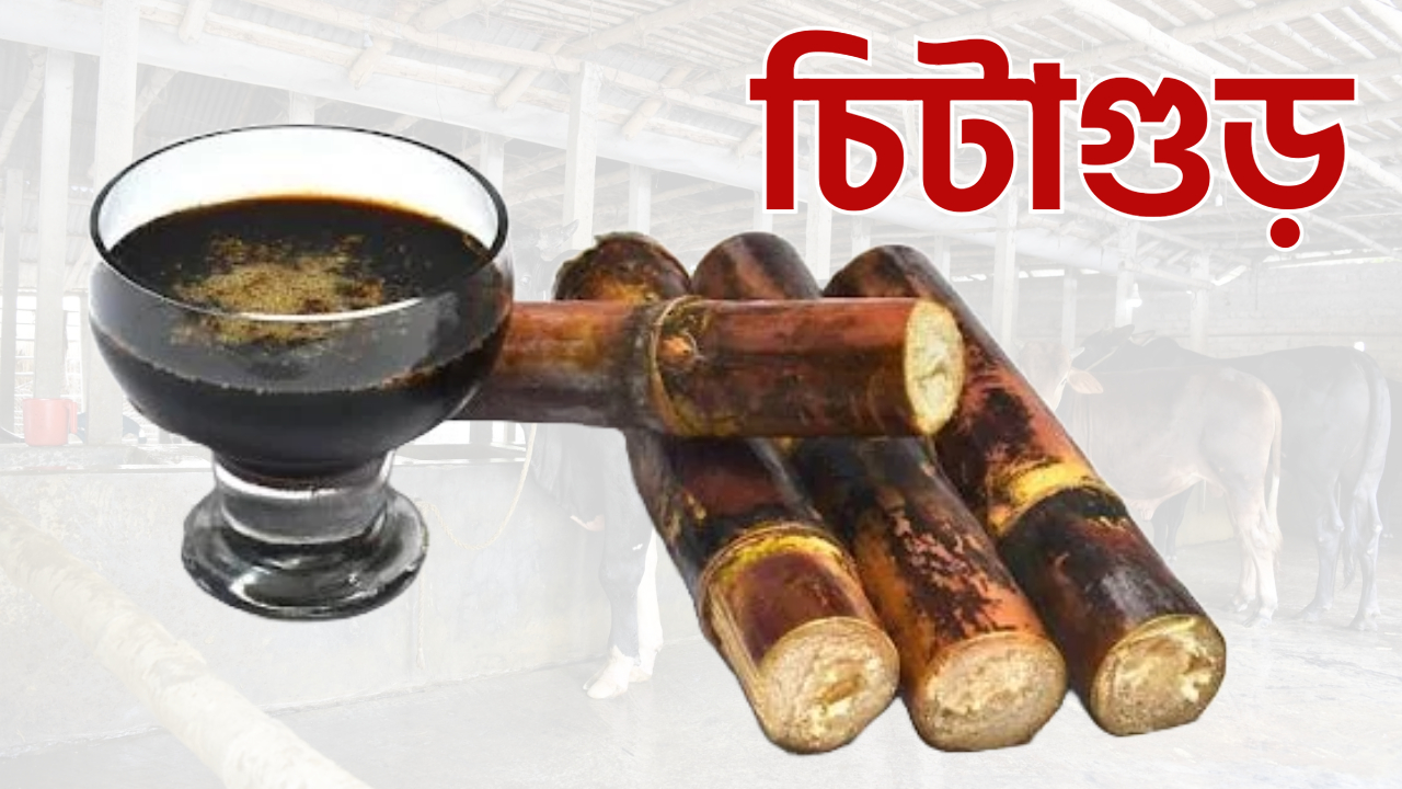 চিটাগুড় কী এবং কিভাবে তৈরি হয়?