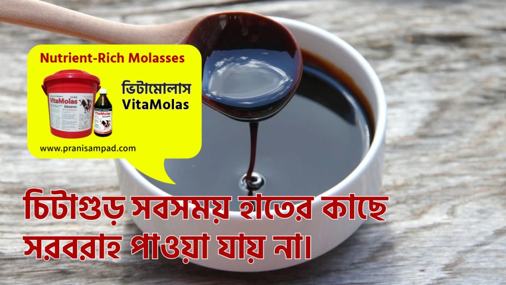 চিটাগুড় কোথায় পাওয়া যায়