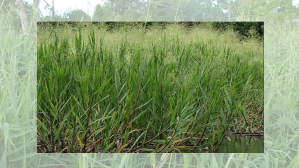 জার্মান ঘাস