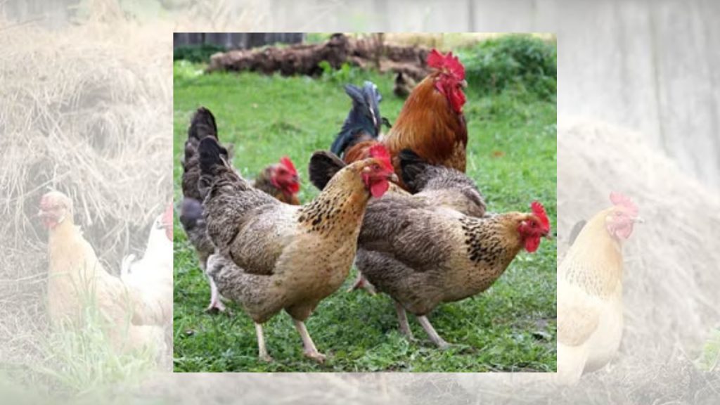 দেশি মুরগি পালন পদ্ধতি