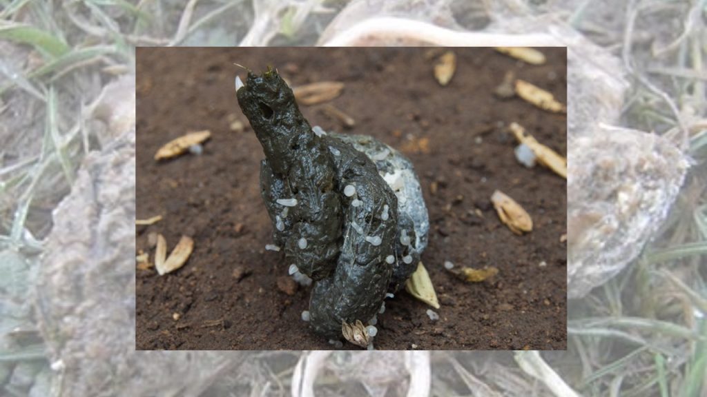 মুরগির কৃমি রোগ