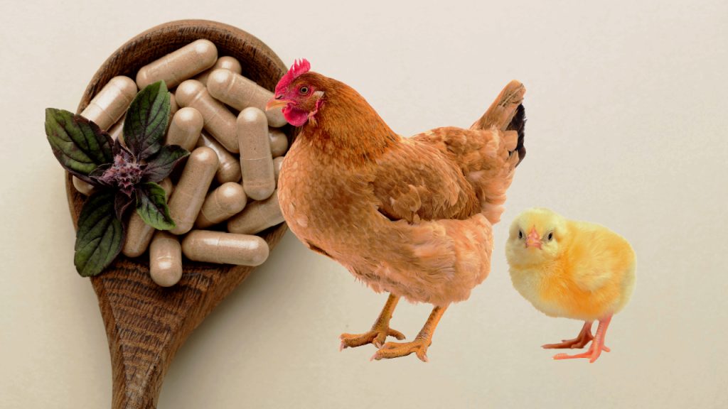 মুরগির ভিটামিন