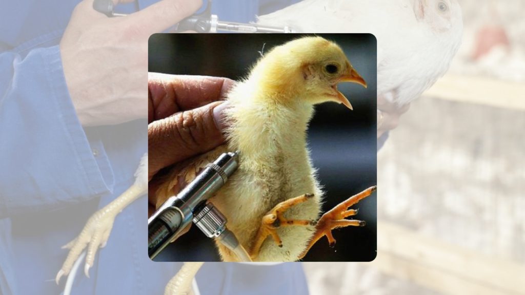 লেয়ার মুরগির ভ্যাকসিন সিডিউল