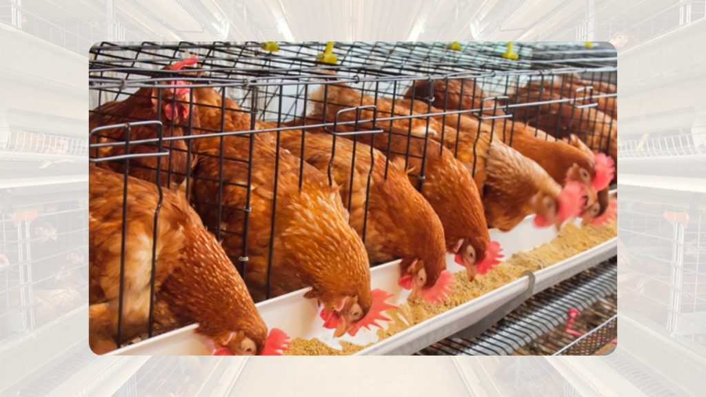 লেয়ার মুরগির লাইটিং শিডিউল