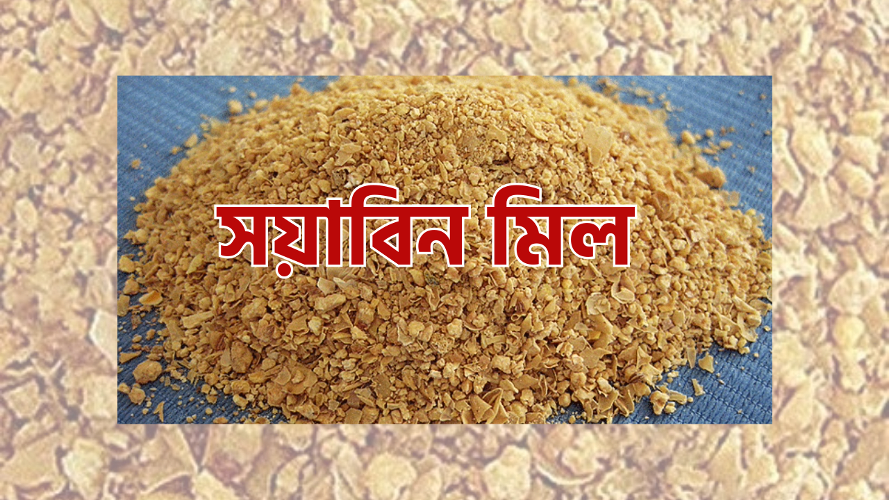 সয়াবিন মিল- পুষ্টি ও ব্যবহার