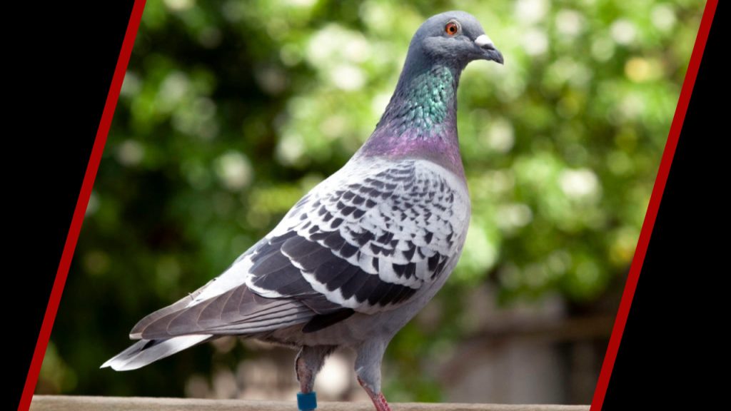 কবুতরের ছবি