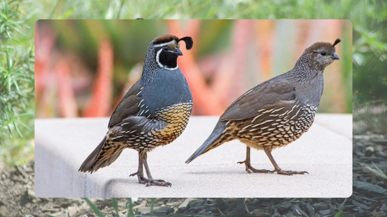 কোয়েল পাখি (Quail)।
