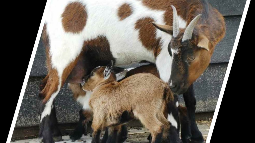 ছাগলের দুধ বৃদ্ধির উপায়