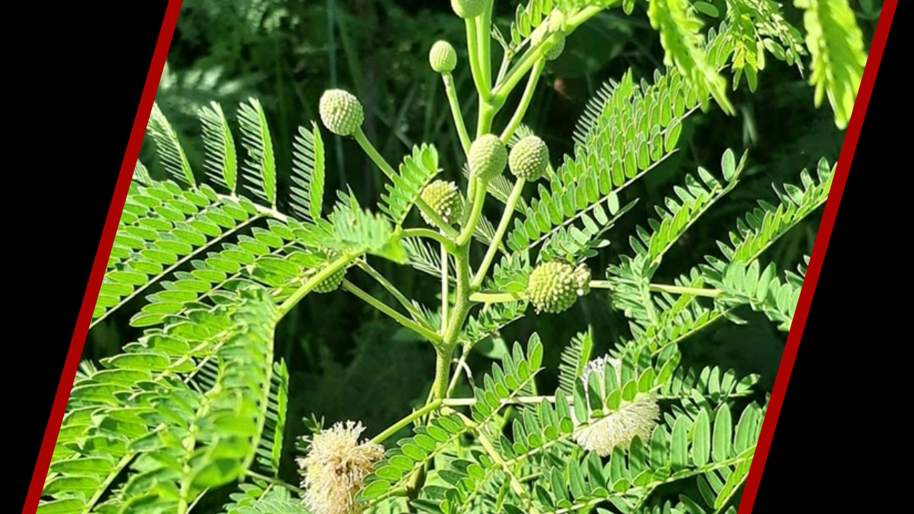 ইপিল ইপিল ঘাস ও চাষ পদ্ধতি।